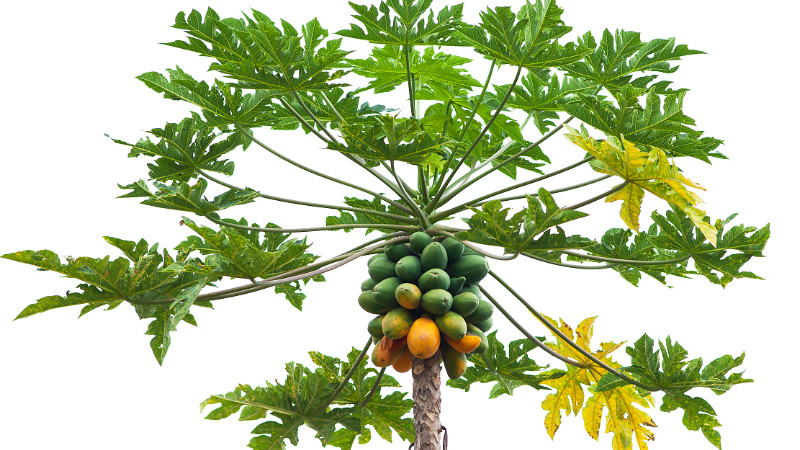 木瓜树的养护管理