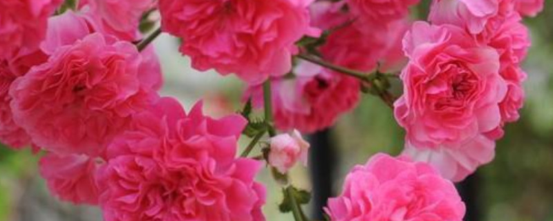 红木香花怎样修剪