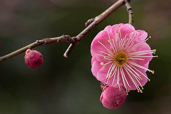 移栽梅花多久能生根