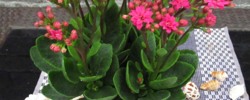 长寿花剪枝后怎么养护