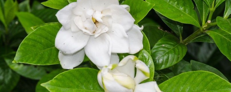 栀子花在北方怎么养