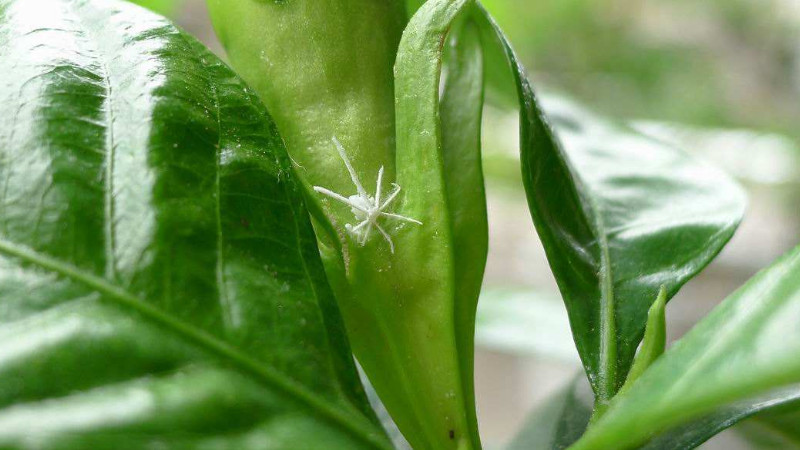 栀子花有白色的虫子怎么办 栀子花叶上长白色小虫 人社网