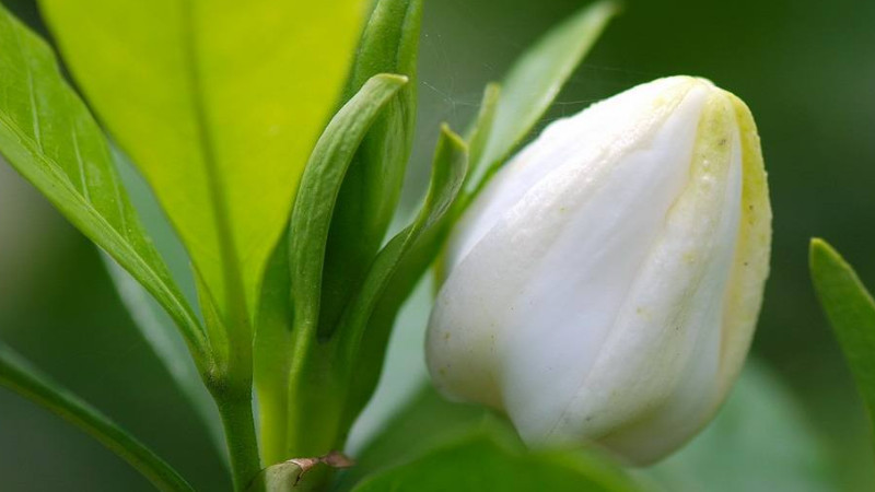 栀子花怎么把根养粗