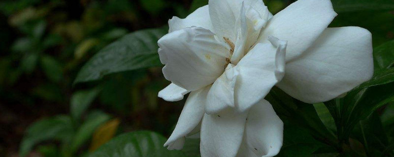 栀子花长花苞后怎样养护