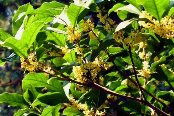 桂花叶子背面极小黑点