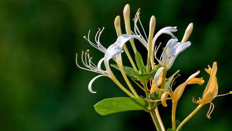 金银花能水培吗