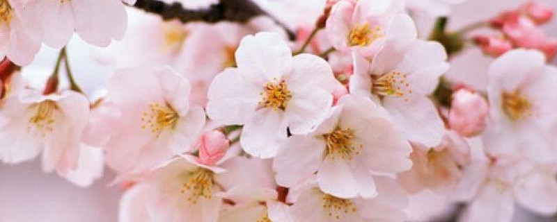 日本樱花几月份开花