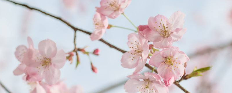 樱花什么季节开