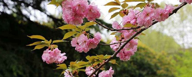 中国樱花开花时间