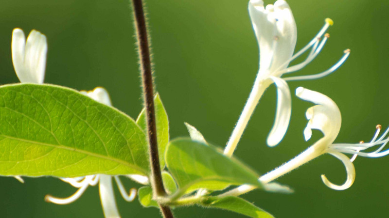 金银花为什么叫忍冬花