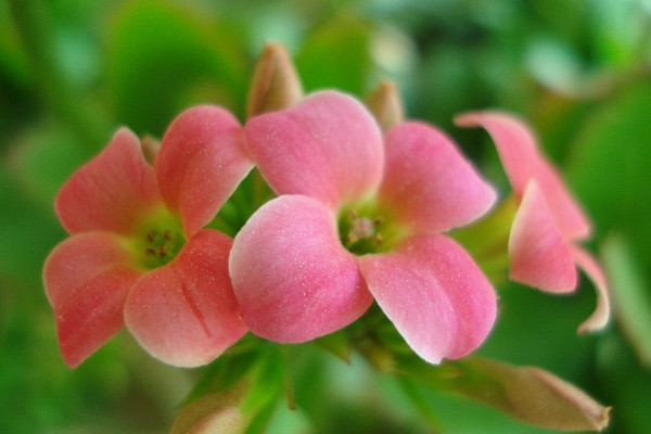 长寿花怎样遮光催花