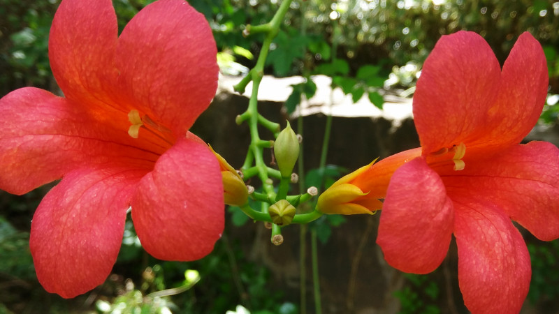 凌霄花怎么浇水