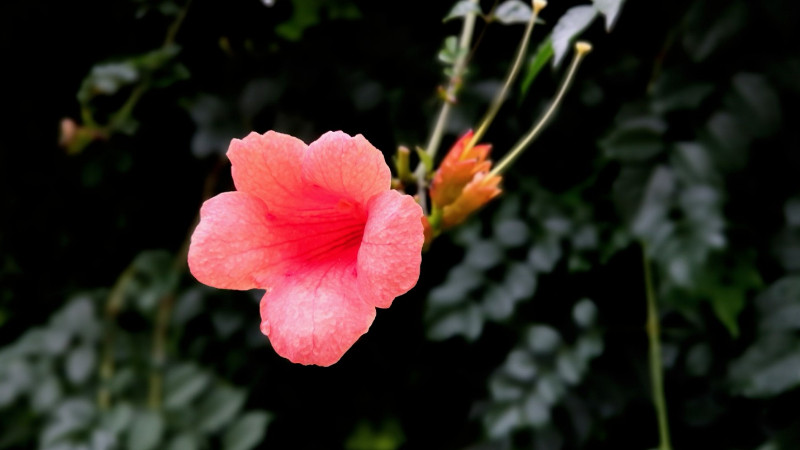 如何让凌霄花开花