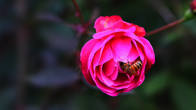 月季花为什么叶子发黄脱落