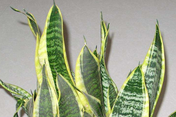 虎皮兰种子种植方法