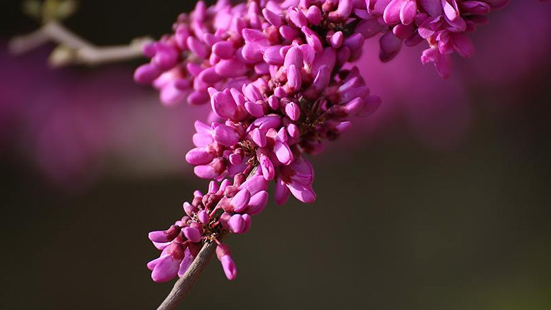 紫荊花病虫害症状及防治