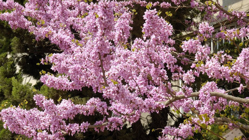 紫荆花种子育苗方法