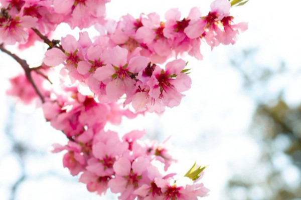 樱花夏天是什么样子的