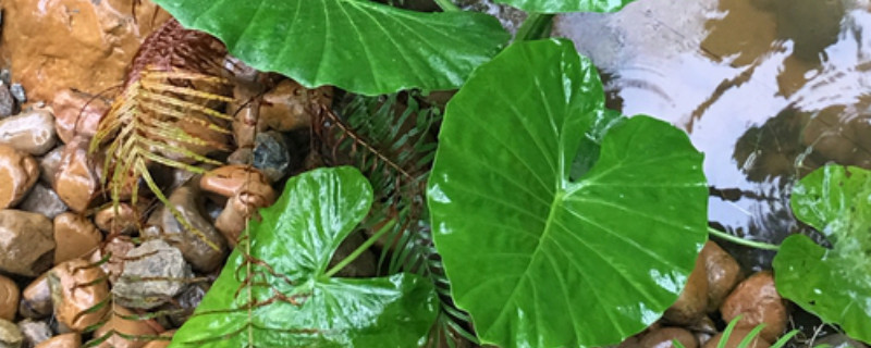 滴水观音怎么发根