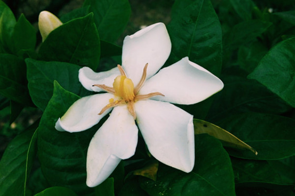 栀子花在室内养有毒吗