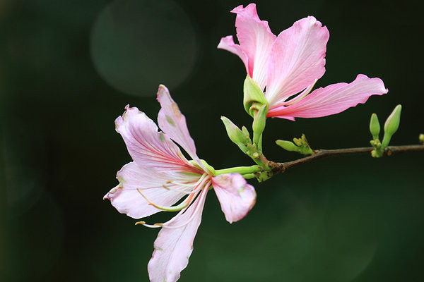 紫荆花盆栽可以放室内吗