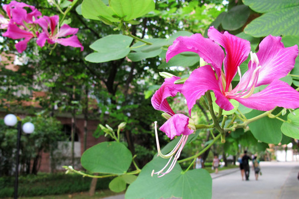 紫荆花可以种在院子里吗