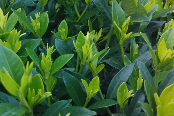 栀子花夏天开花吗