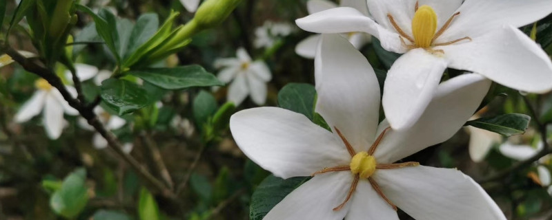 栀子花会不会招虫子