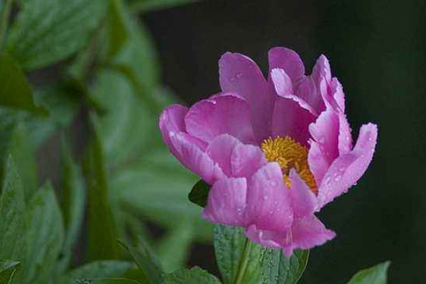 芍药能在花盆里养吗