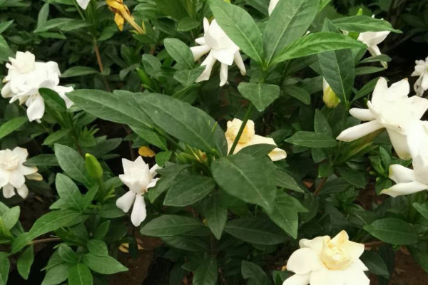 栀子花叶片出油怎么回事