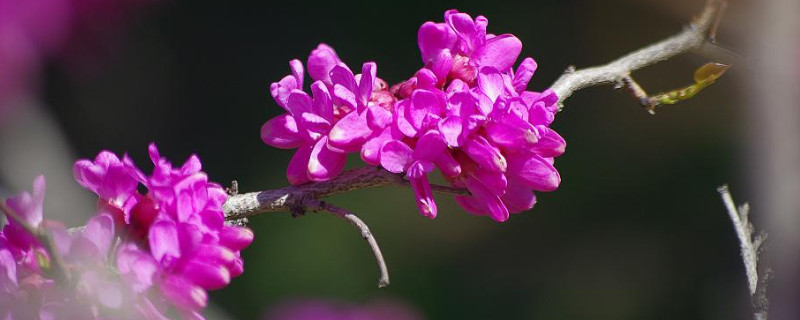 紫荆花树什么季节开花