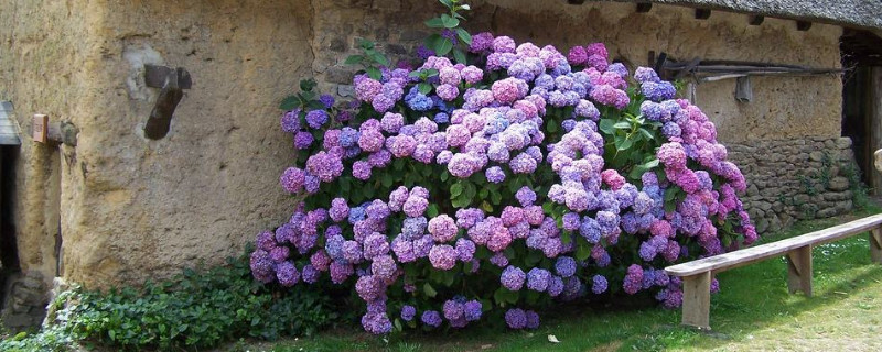 绣球花秋冬季节怎么养护 发财农业网