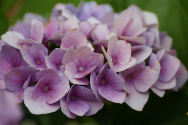 绣球花秋冬季节怎么养护