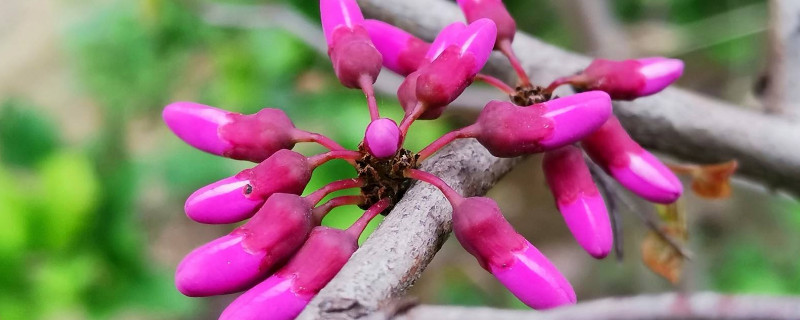 紫荆花为什么长在树干上
