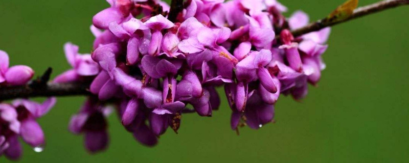 紫荆花种在家前面好不好