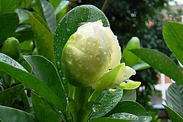 栀子花烂根处理方法