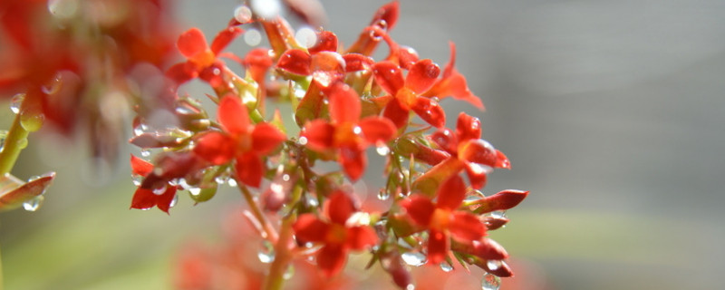 长寿花怎样打顶摘心