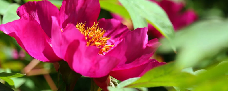 牡丹花和芍药怕冻吗