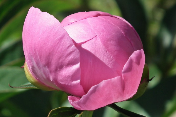 牡丹花和芍药怕冻吗