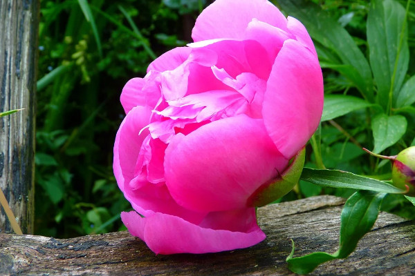 牡丹花和芍药怕冻吗