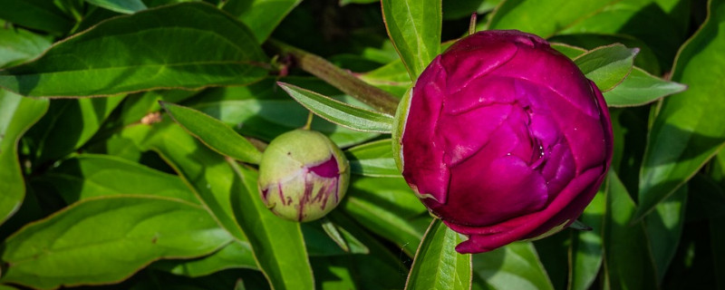 牡丹花夏天干枯还能发芽吗