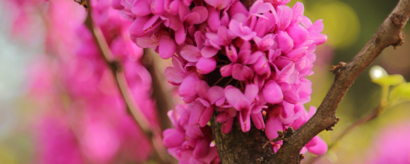 紫荆花盆栽注意什么