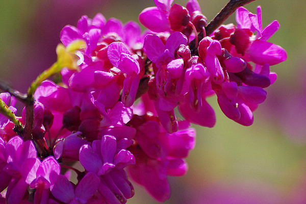 紫荆花盆栽注意什么