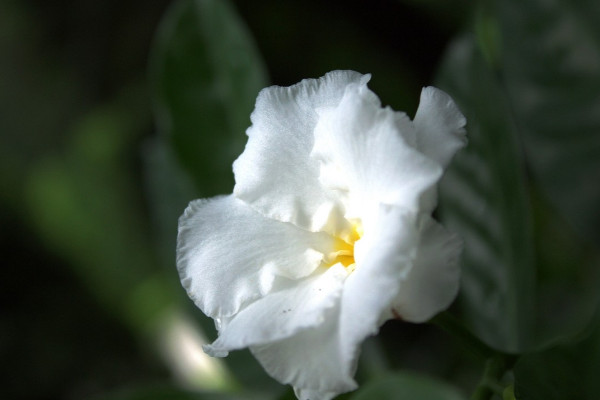 栀子花什么时候开花