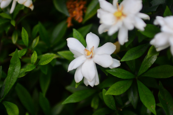 栀子花不同季节的养护管理