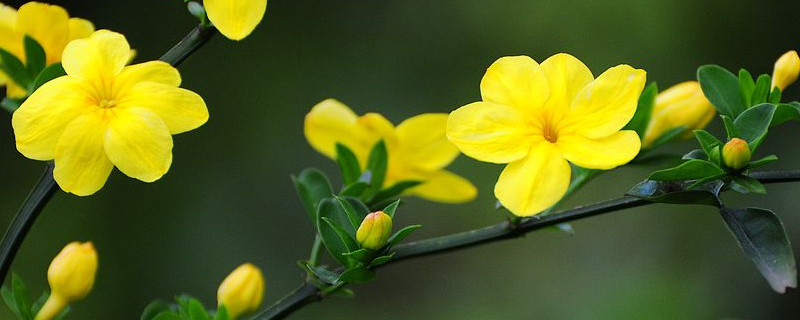 迎春花会结果吗