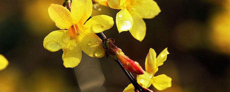 迎春花枝条干枯什么病