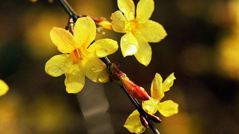 迎春花枝条干枯什么病