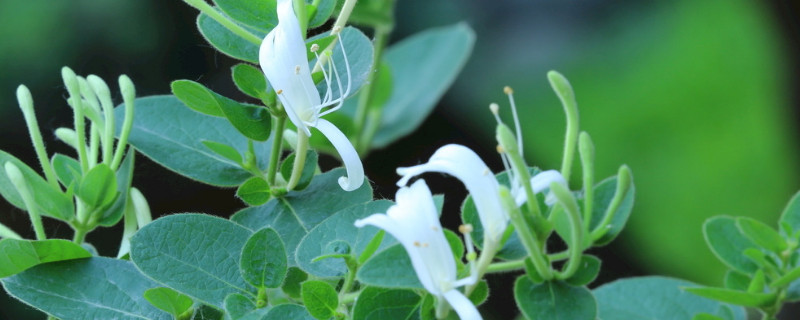 金银花秋季养殖方法