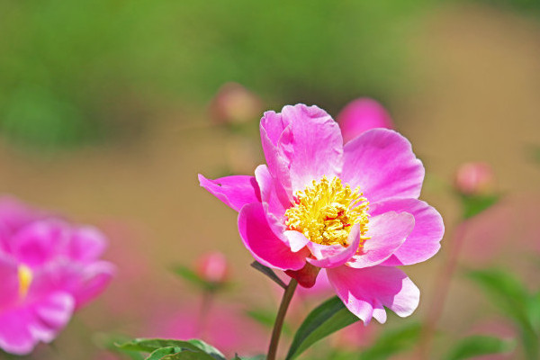 芍药怎休眠期得多长时间